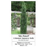 3 Japanese Sky Pencil Holly Plants