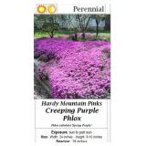 4 Purple Spring Mountain Pinks Creeping Phlox Plan