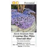 4 Blue Emerald Mountain Pinks Creeping Phlox Plant