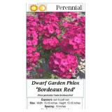 4 Red Bordeaux Garden Phlox Plants
