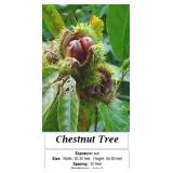 2 Chestnut Trees