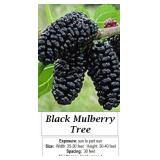Everbearing Mulberry Tree