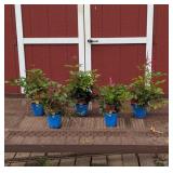 5 Red Astilbe Sentinel Plume Flower Plants