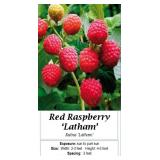 4 Latham Red Raspberry Plants