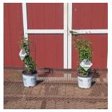 2 Pink Mink Jack Clematis Vine Plants