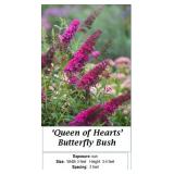 3 Fragrant Magenta Red Butterfly Bush Plants