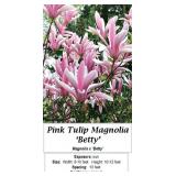 2 Pink Tulip Betty Magnolia Plants