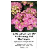 2 Rebloomer Let's Dance Can Do Pink Mophead Hydran