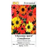 10 Mixed Colors Cheyenne Coneflower Plants