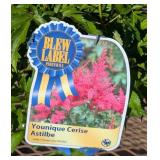 4 Hot Pink Cerise Plume Flower Astilbe Plants