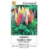 4 Mixed Colors Gallery Lupine Plants