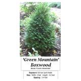 4 Boxwood Green Mountain Plants