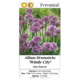 4 Hardy Ornamental Drumsticks Allium Onion Plants