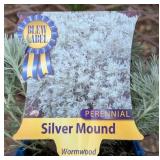 5 Silver Mound Artemesia Plants