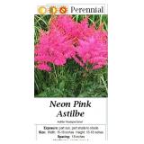4 Hot Pink Cerise Plume Flower Astilbe Plants