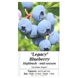 Blueberry Patch Collection