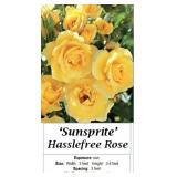 2 Hasslefree Yellow Sunsprite Rose Plants