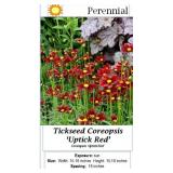 5 Red Uptick Copeopsis Plants