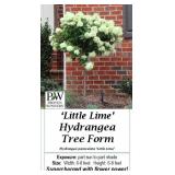 Sun Little Lime Hydrangea Tree