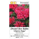 5 Dwarf Red Cherry Pops Bee Balm Plants