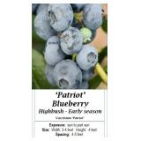 3 Patriot Blueberry Plants