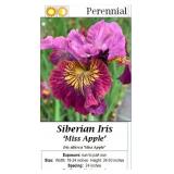 4 Miss Apple Siberian Iris Plants