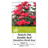 2 Knock Out Double Red Rose Plants