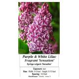 2 Fragrant Sensation Bi-Color Purple Lilac Plants