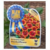 4 Dwarf Arizona Sun Blanket Flower Plants