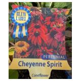 10 Mixed Color Cheyenne Coneflower Plants