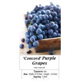 2 Purple Concord Grape Vine Plants