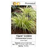 4 Hardy Ornamental Golden Grass Plants