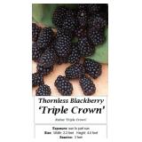 3 Thornless Triple Crown Blackberry Plants