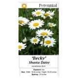 3 White Becky Shasta Daisy Plants