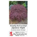 Weeping Japanese Red Dragon Red Maple Tree