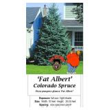 Fat Albert Blue Spruce Tree