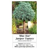 Dwarf Topiary Blue Star Juniper Plant