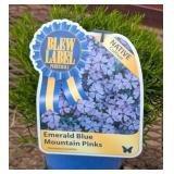 4 Blue Emerald Mountain Pinks Creeping Phlox Plant