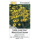 5 Dwarf Little Gold Star Black-Eye Susan Plants