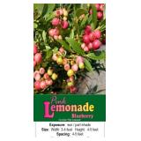 4 Pink Lemonade Blueberry Plants