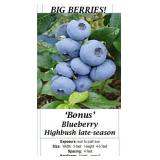 4 Big Bonus Blueberry Plants