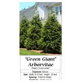 6 Green Giant Arborvitae Plants