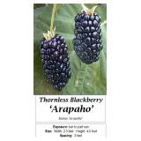 3 Thornless Arapaho Blackberry Plants
