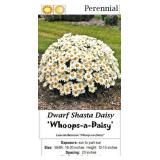 4 Dwarf Whoops-A-Daisy Shasta Daisy Plants