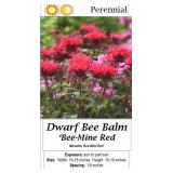 10 Dwarf Red & Purple Bee Balm Plants