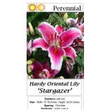 4 Fragrant Oriental Stargazer Pink Lily Plants