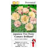 Peony Collection Assortment