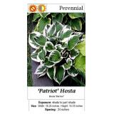 4 White & Green Patriot Hosta Plants