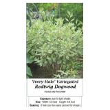 2 Varigated Ivory Halo Redtwig Dogwood Bush Plants