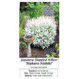 3 Japanese Dappled Willow Plants